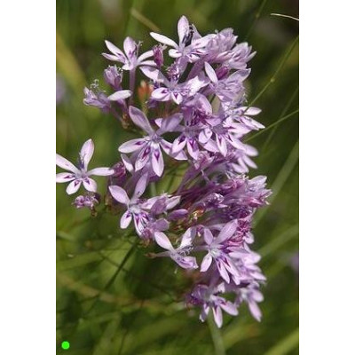 LAPEIROUSIA neglecta 5 semen 