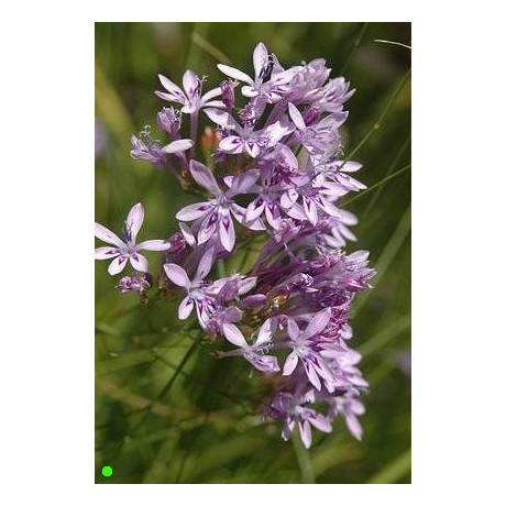 LAPEIROUSIA neglecta 5 semen 