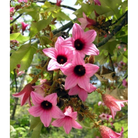 BRACHYCHITON discolor "Lahvový strom" 5 semen