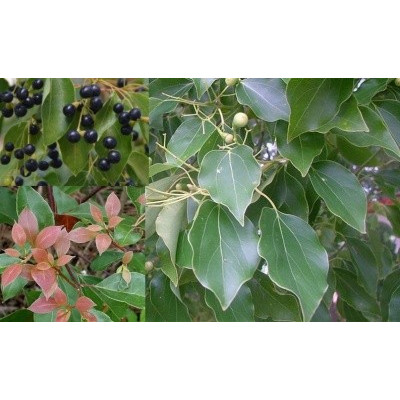 CINNAMOMUM camphora 8 semen