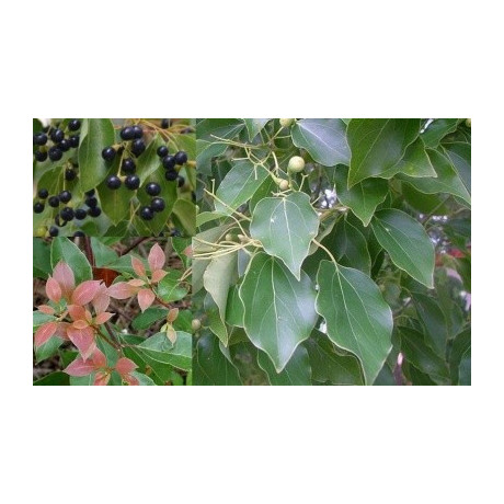 CINNAMOMUM camphora 8 semen