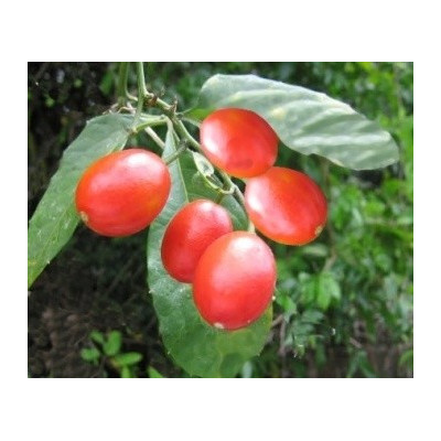 CAYAPONIA tubulosa 2 semena