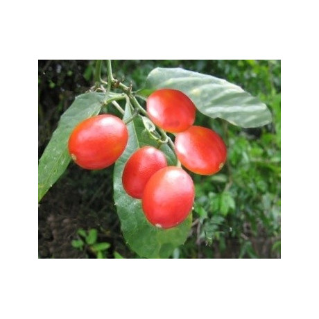 CAYAPONIA tubulosa 2 semena