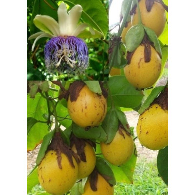 PASSIFLORA nitida "Wild Granadilla" 2 semena 