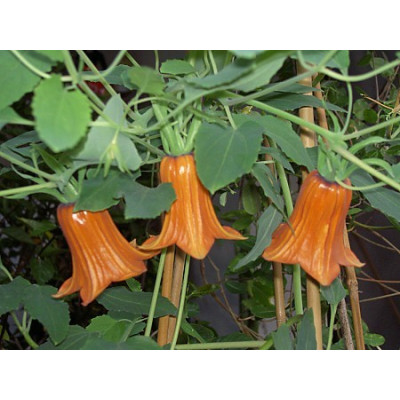 CANARINA canariensis "Kanárský zvonek" 8 semen