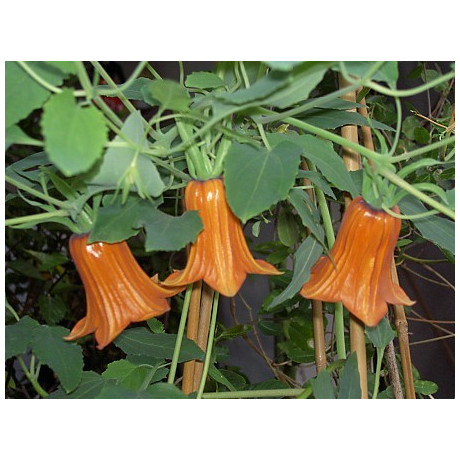 CANARINA canariensis "Kanárský zvonek" 8 semen