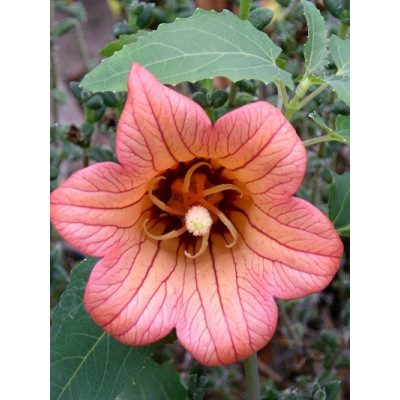 CANARINA canariensis "Kanárský zvonek" 8 semen