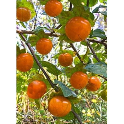 JALTOMATA cajacayensis "Musho" 5 semen