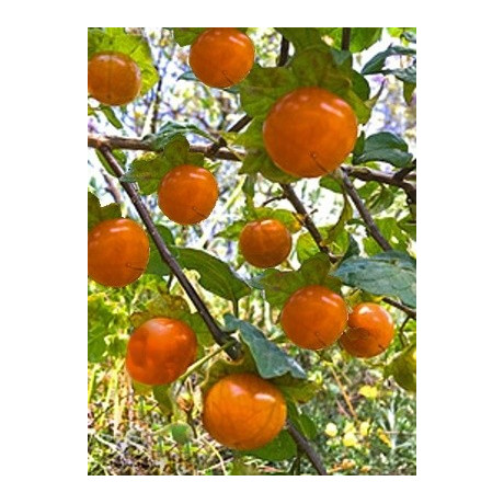 JALTOMATA cajacayensis "Musho" 5 semen