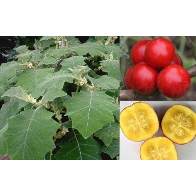 SOLANUM sessiliflorum Red Topiro "Orinocké jablko" 10 semen