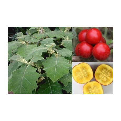 SOLANUM sessiliflorum Red Topiro "Orinocké jablko" 10 semen