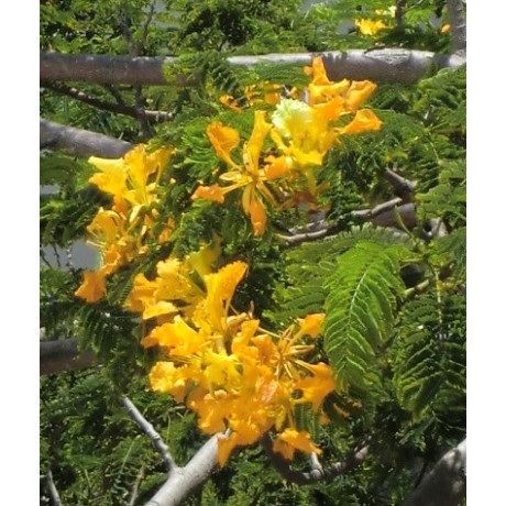DELONIX regia Flava 2 semena