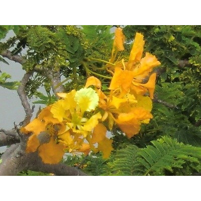 DELONIX regia Flava 2 semena