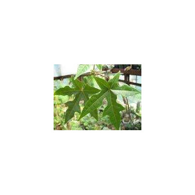 BRACHYCHITON discolor "Lahvový strom" 5 semen