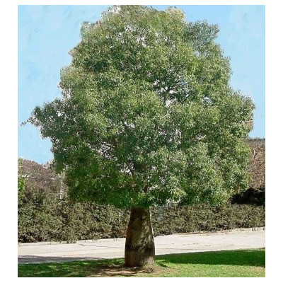 BRACHYCHITON australis "Lahvový strom" 4 semena