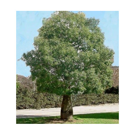 BRACHYCHITON australis "Lahvový strom" 4 semena