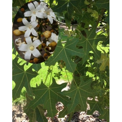 BRACHYCHITON australis "Lahvový strom" 4 semena