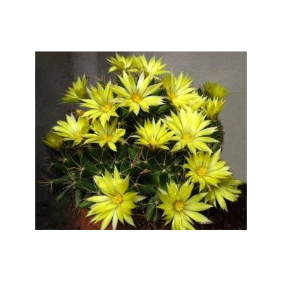 DOLICHOTHELE longimamma 10 semen