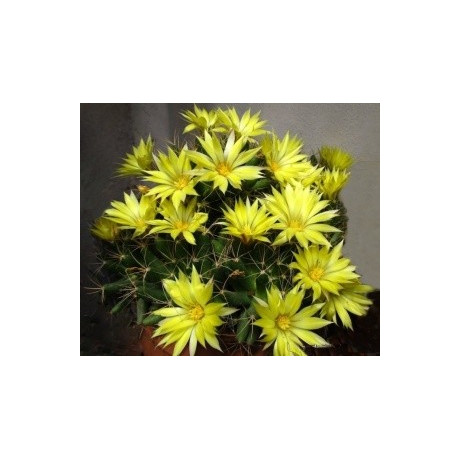 DOLICHOTHELE longimamma 10 semen