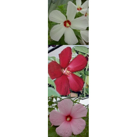 HIBISCUS Galaxy mix 5 semen