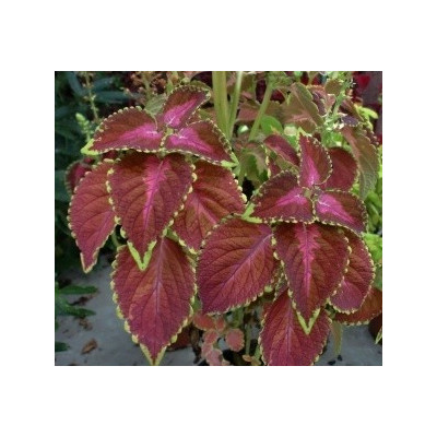 COLEUS blumei Wizard "Africká kopřiva" 40 semen 