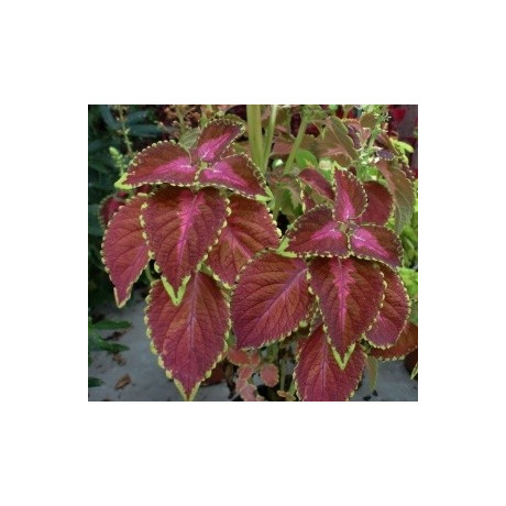COLEUS blumei Wizard "Africká kopřiva" 40 semen 