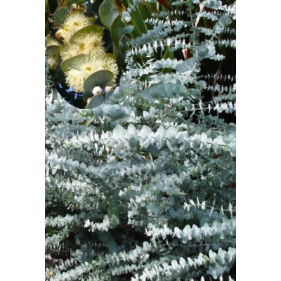 EUCALYPTUS pulverulenta 20 semen