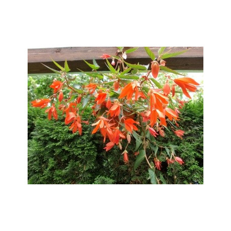 BEGONIA boliviensis Oranžová (porce) 