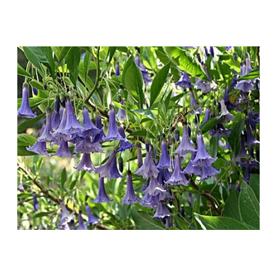 ACNISTUS australis Modrý "Mini datura" 10 semen