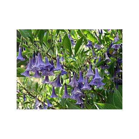 ACNISTUS australis Modrý "Mini datura" 10 semen