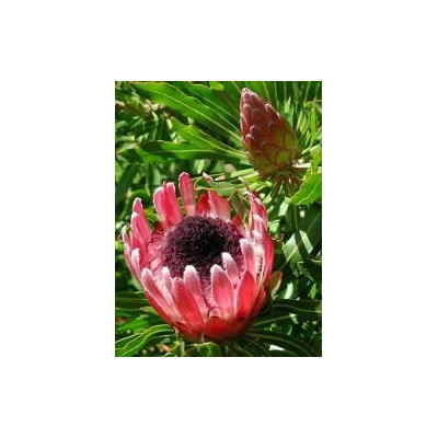 PROTEA longifolia 4 semena