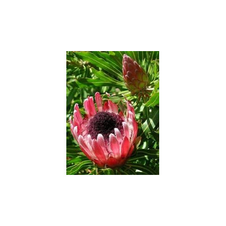 PROTEA longifolia 4 semena