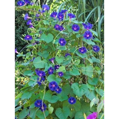 IPOMOEA  purpurea 20 semen