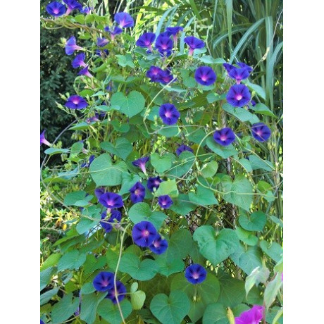 IPOMOEA  purpurea 20 semen