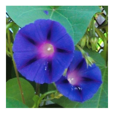 IPOMOEA  purpurea 20 semen
