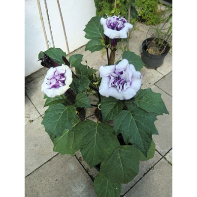 DATURA metel Double Purple 5 semen