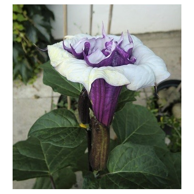 DATURA meteloides Ballerina fialová 5 semen