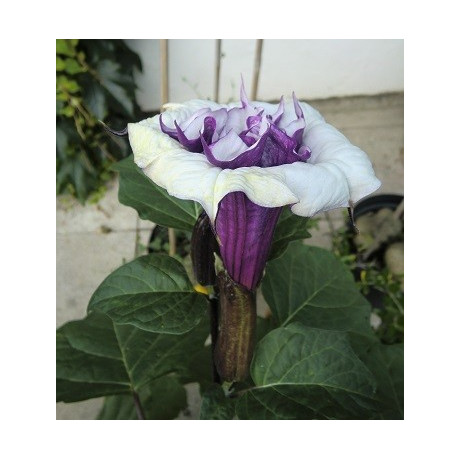 DATURA meteloides Ballerina fialová 5 semen