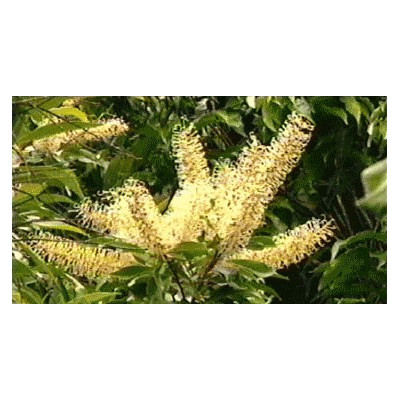 BUCKINGHAMIA celcissima 10 semen