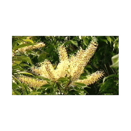 BUCKINGHAMIA celcissima 10 semen