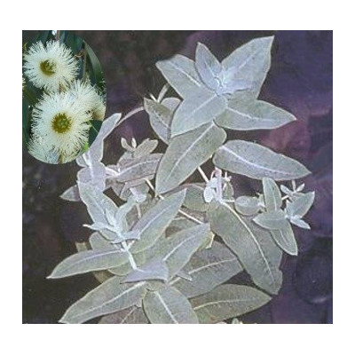 EUCALYPTUS globulus nana 15 semen