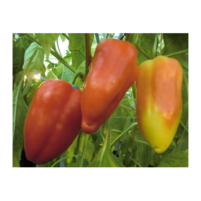 PAPRIKA zeleninová Balkonovka (Capsicum annuum) 10 semen  