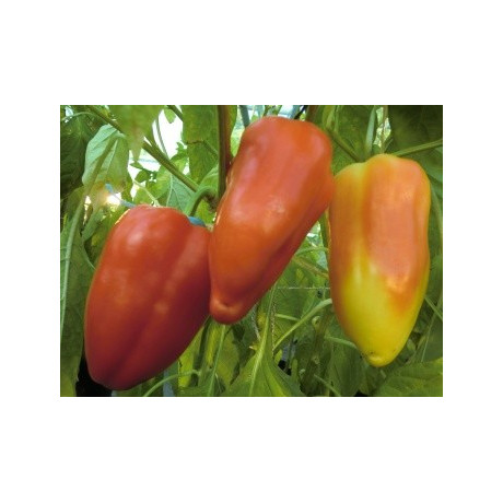 PAPRIKA zeleninová Balkonovka (Capsicum annuum) 10 semen  