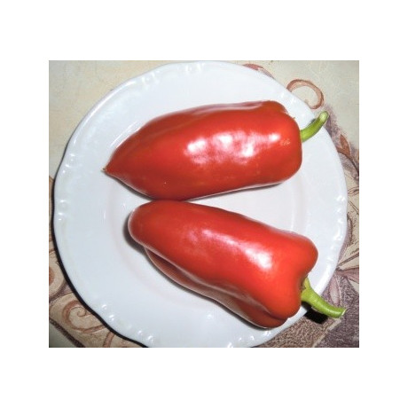 PAPRIKA zeleninová Stalagnit (Capsicum annuum) 10 semen