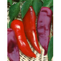 PAPRIKA zeleninová Lydia (Capsicum annuum) 20 semen