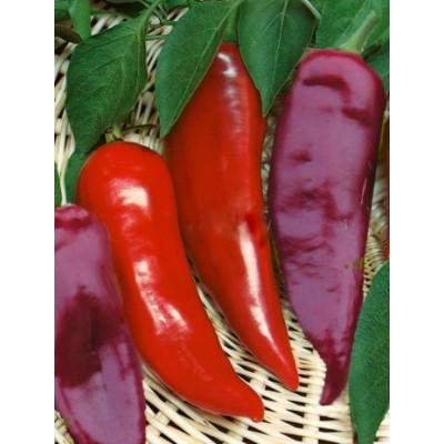 PAPRIKA zeleninová Lydia (Capsicum annuum) 20 semen