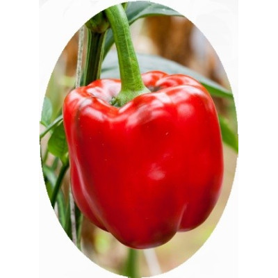 PAPRIKA zeleninová Granova (Capsicum annuum) 25 semen