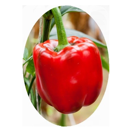 PAPRIKA zeleninová Granova (Capsicum annuum) 25 semen