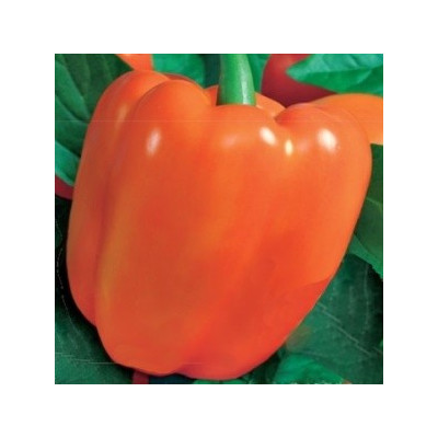 PAPRIKA zeleninová Kubista (F1) (Capsicum annuum L.) 10 semen