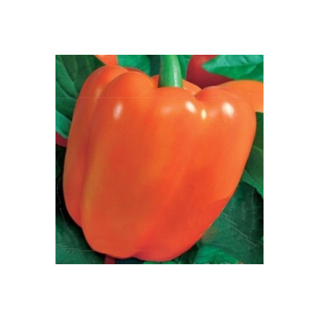 PAPRIKA zeleninová Kubista (F1) (Capsicum annuum L.) 10 semen
